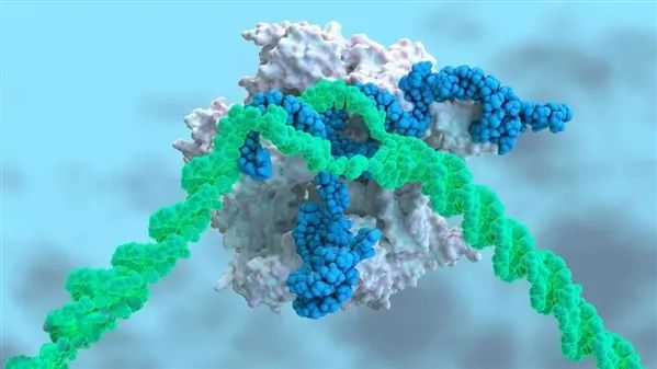 “基因剪刀”首次治疗遗传病