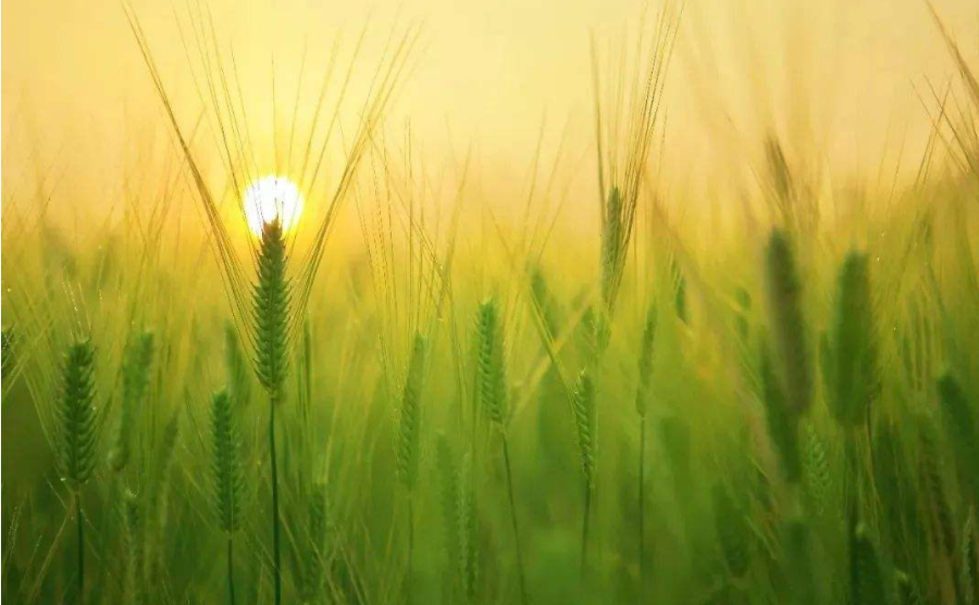 安徽加快农业农村现代化