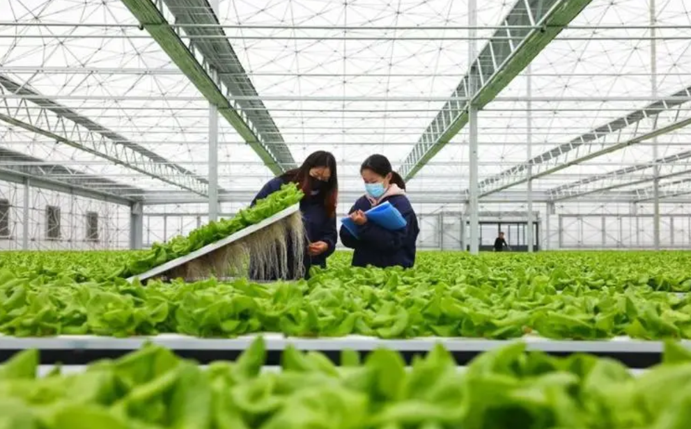 现代农业产业园