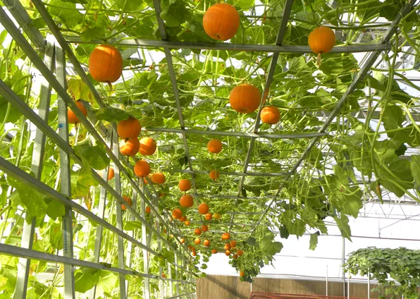 合肥本土企业积极创建全球南瓜育种中心