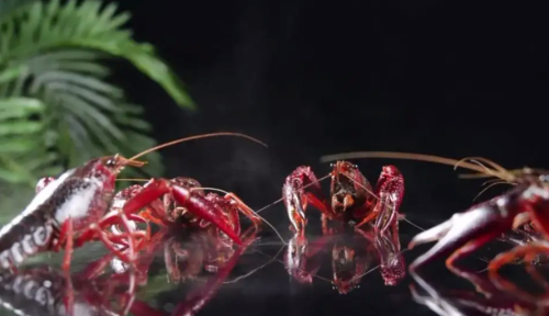 合肥龙虾年产量超10万吨