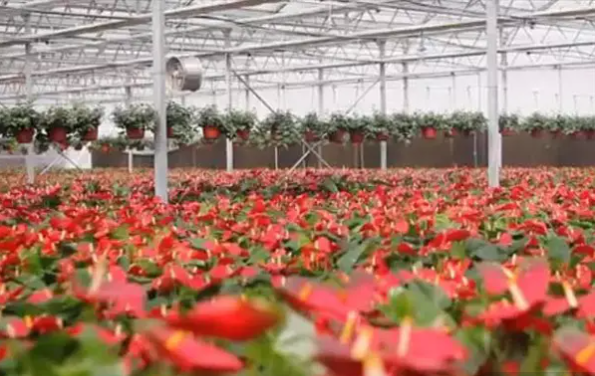 “全国(合肥)苗木花卉交易信息中心”将揭牌