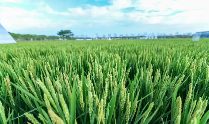 地标农产品成安徽农业发展金字招牌