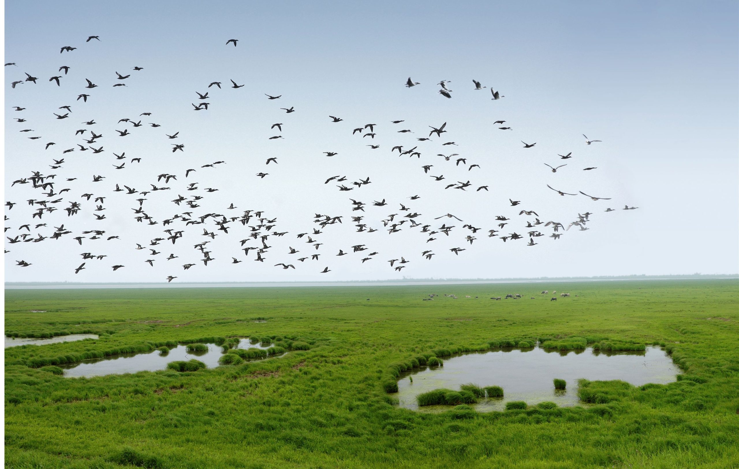 安徽生物多样性保护典型案例亮相国际会场