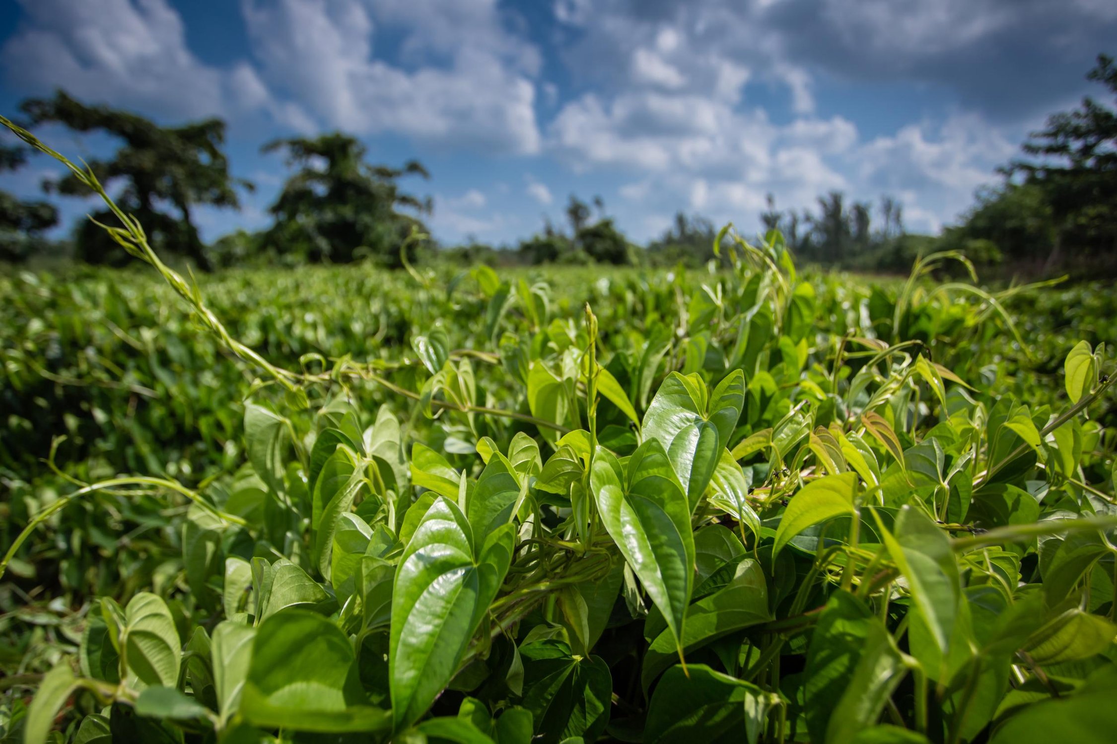 现代农业的特征有哪些
