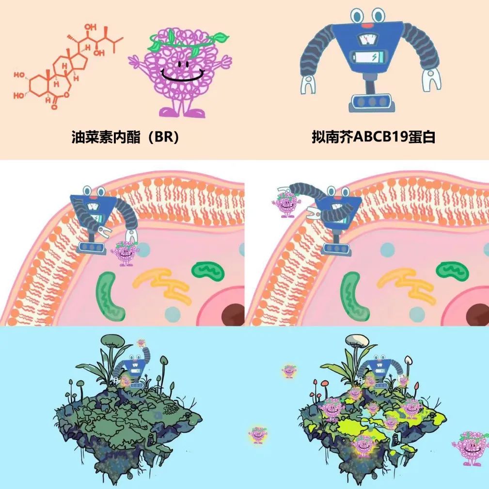 油菜素内酯运输机理漫画示意图。郄明清制作