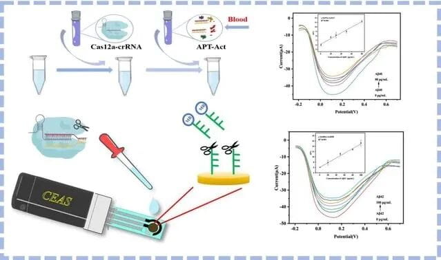图为CRISPR/Cas12a电化学生物传感器检测示意图。（图源：安徽大学）