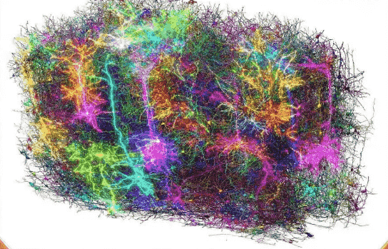 哺乳动物大脑最详细连接图谱绘成