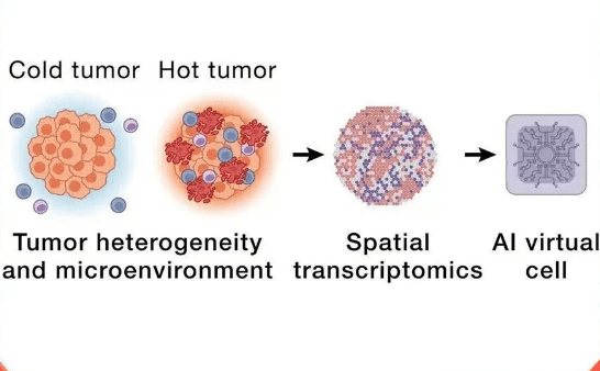 AI虚拟细胞开启生物研究新范式